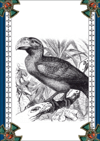 117 Papagei