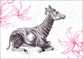 127 Okapi