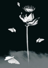 139 Nebelblume