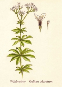135 Waldmeister