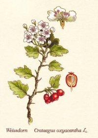 136 Weissdorn
